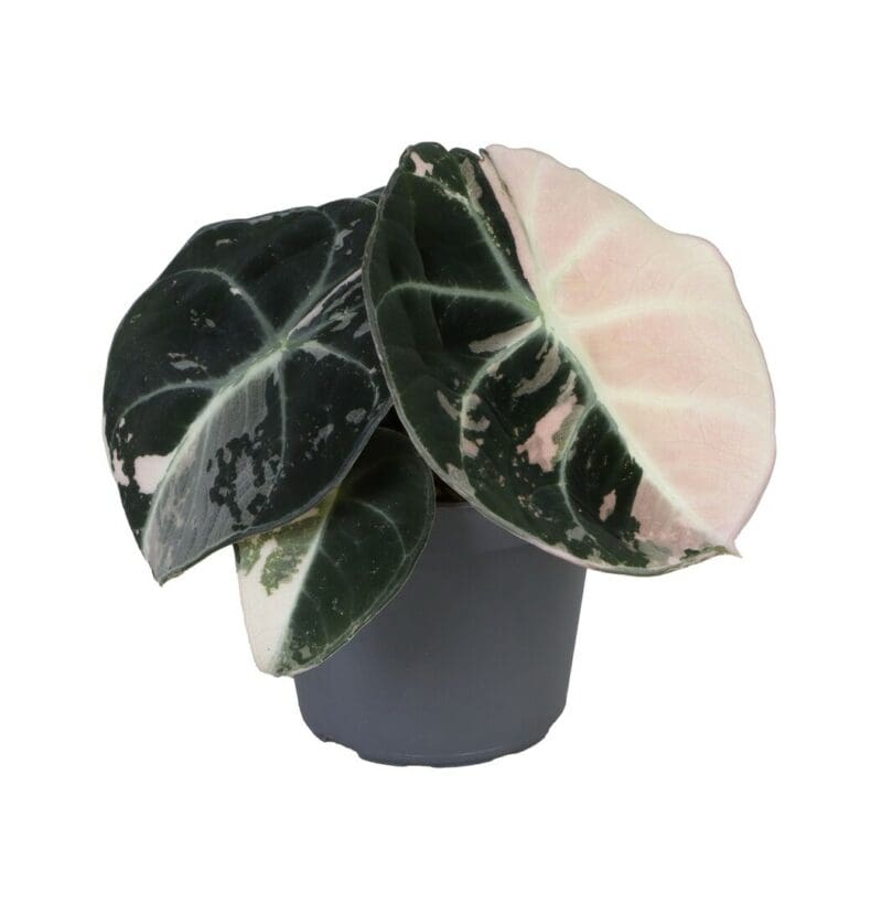 Alocasia Black Velvet Pink Albo Variegated P6 H12