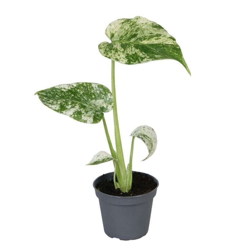 Monstera Deliciosa Menthe variée P6 H18