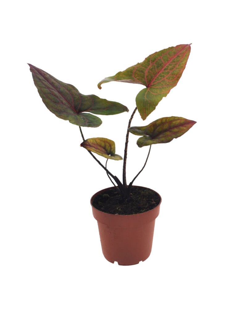 Alocasia Black Jack P12 H40