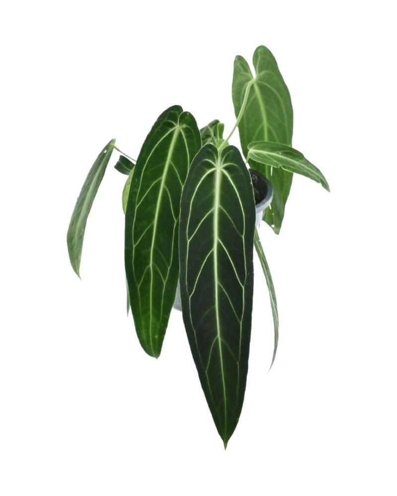 Anthurium warocqueanum P19 H70