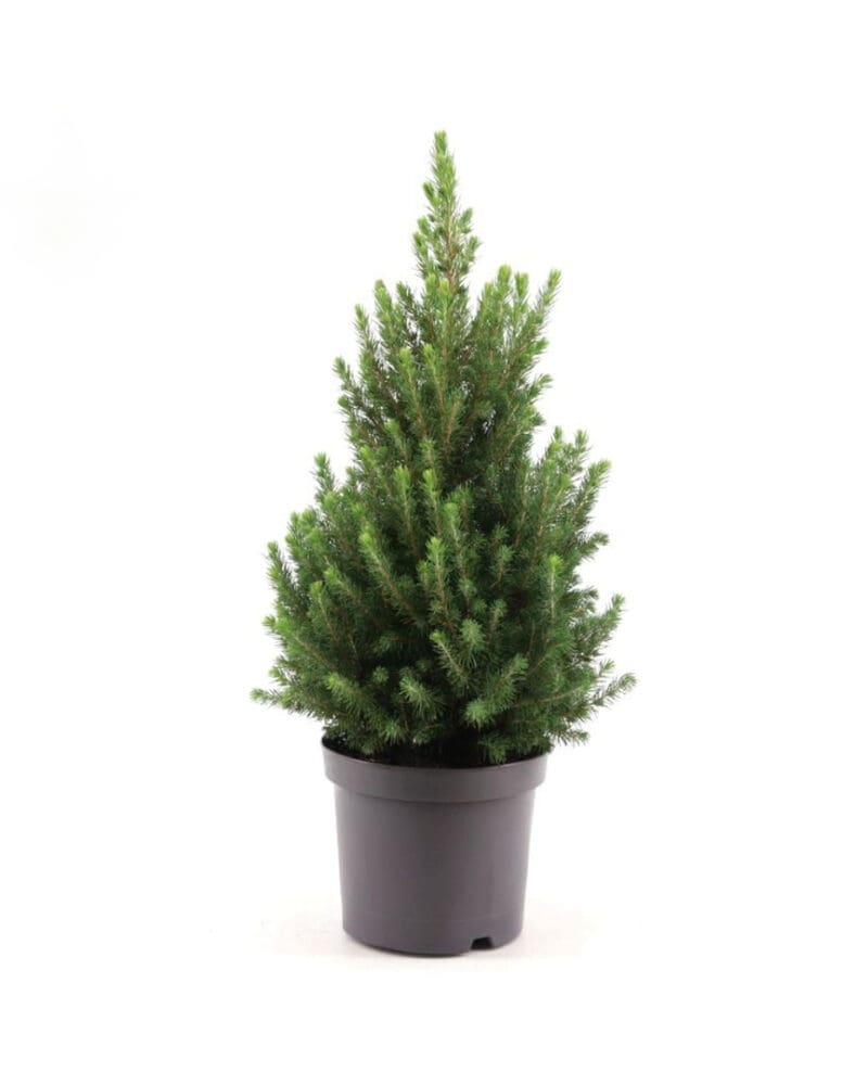 Picea Glauca décembre P26 H90