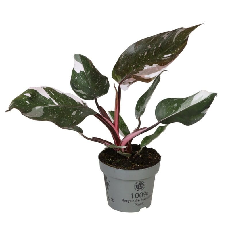 Philodendron Rouge Anderson P12 H30