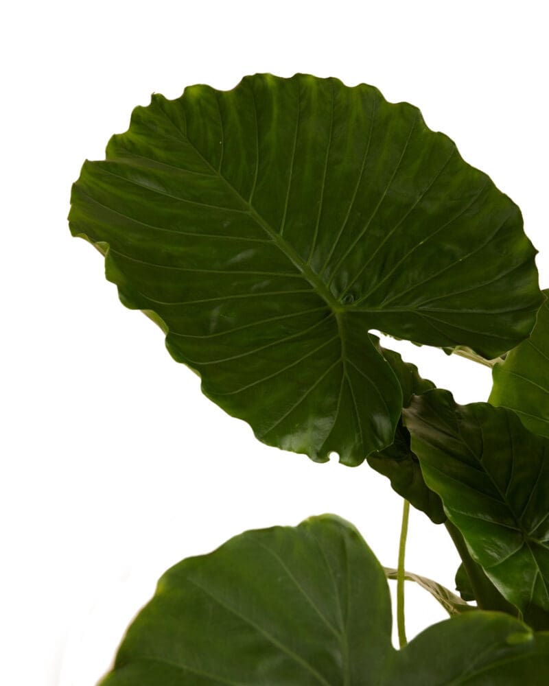 Alocasia Gageana California P21 H70 – Image 2