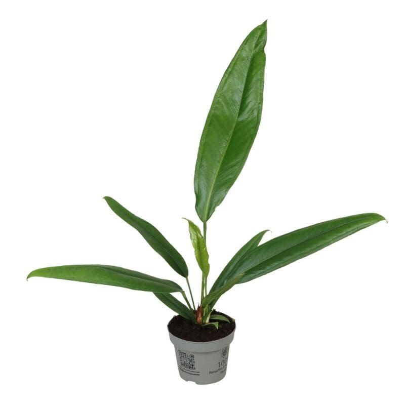 Anthurium Bakeri P12 H40