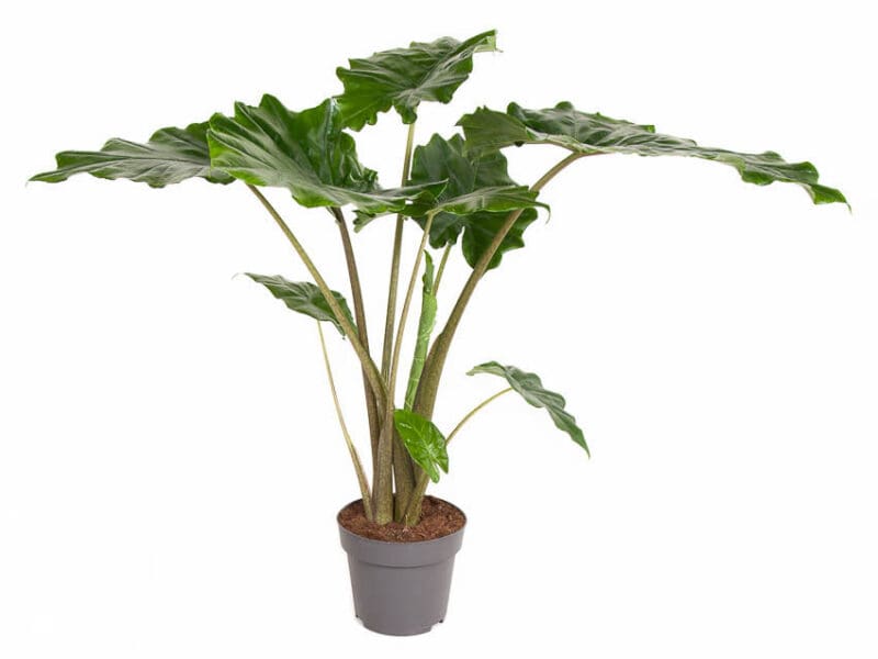 Alocasia Portodora P24 H100