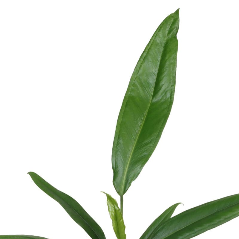 Anthurium Bakeri P12 H40 – Image 2