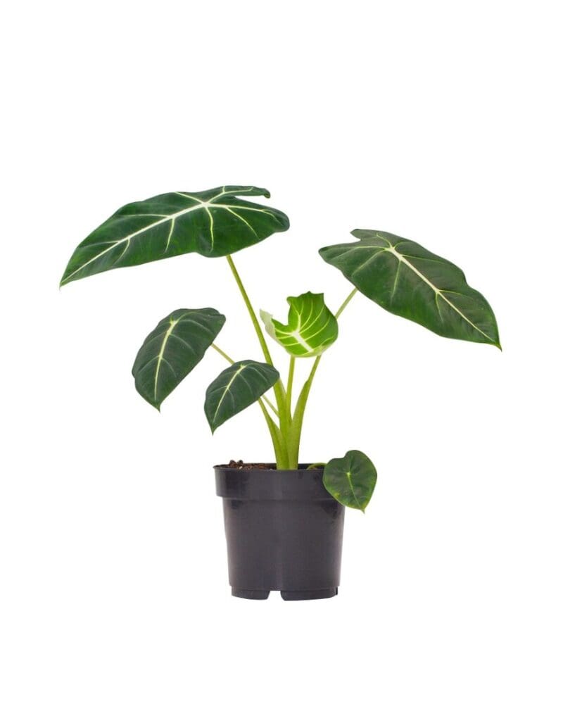 Alocasia Frydek P17 H60