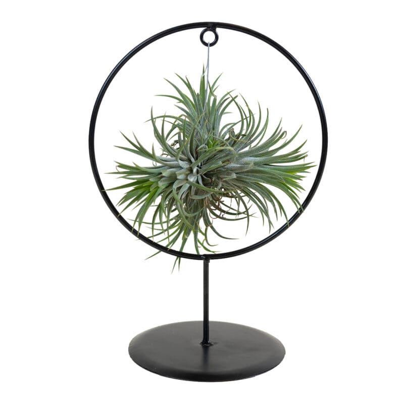 Tillandsia Ionanta incl. anneau décoratif H30