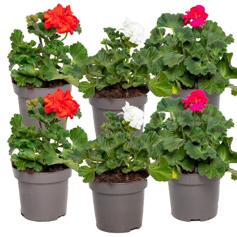 6x MIX Pelargonium Zonal Mix debout P10.5 H20