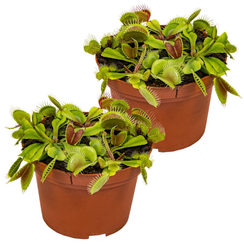 2x Dionaea Muscipula P12 H15