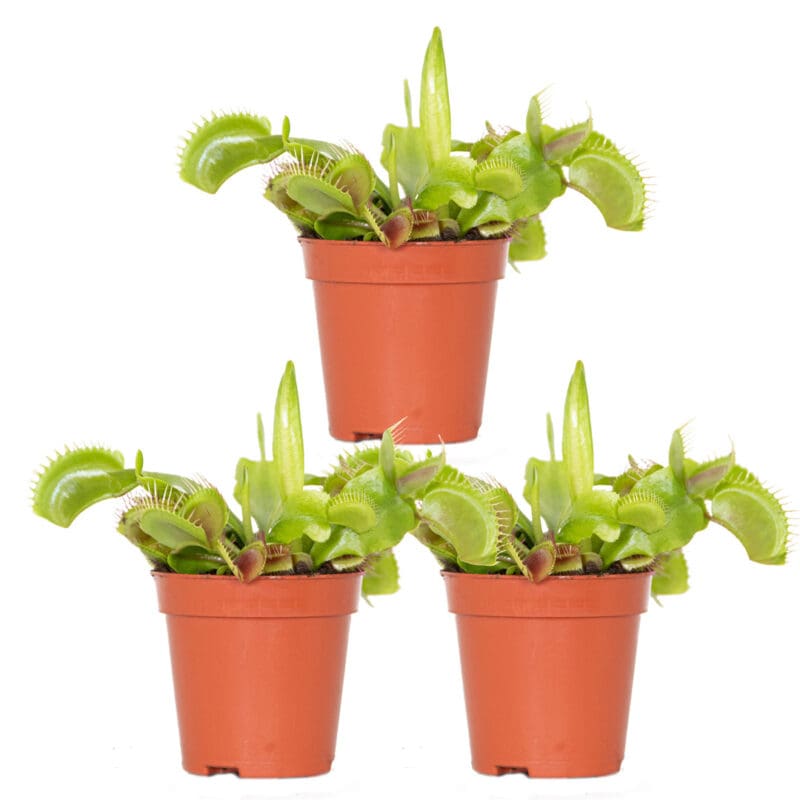 3x Dionaea Muscipula P6 H10