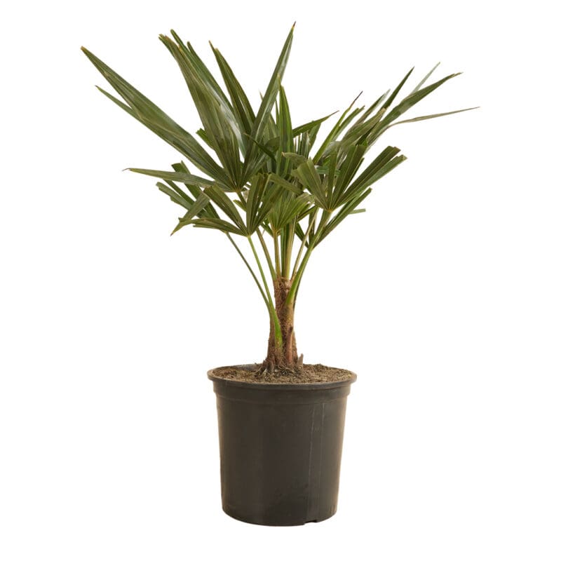 Trachycarpus fortunei P19 H60
