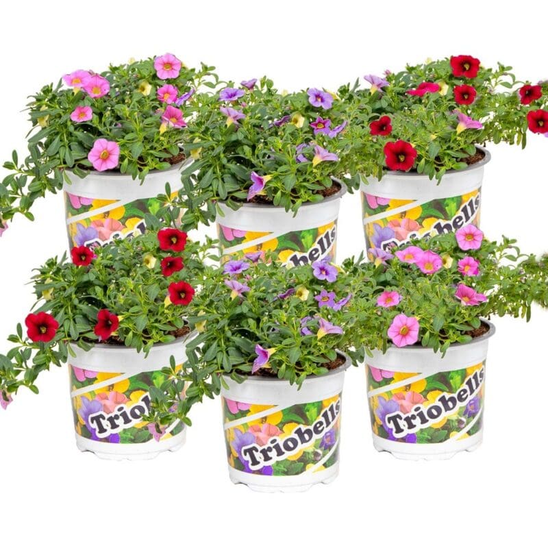 Calibrachoa MIX préemballé 6 pcs P10.5 H15