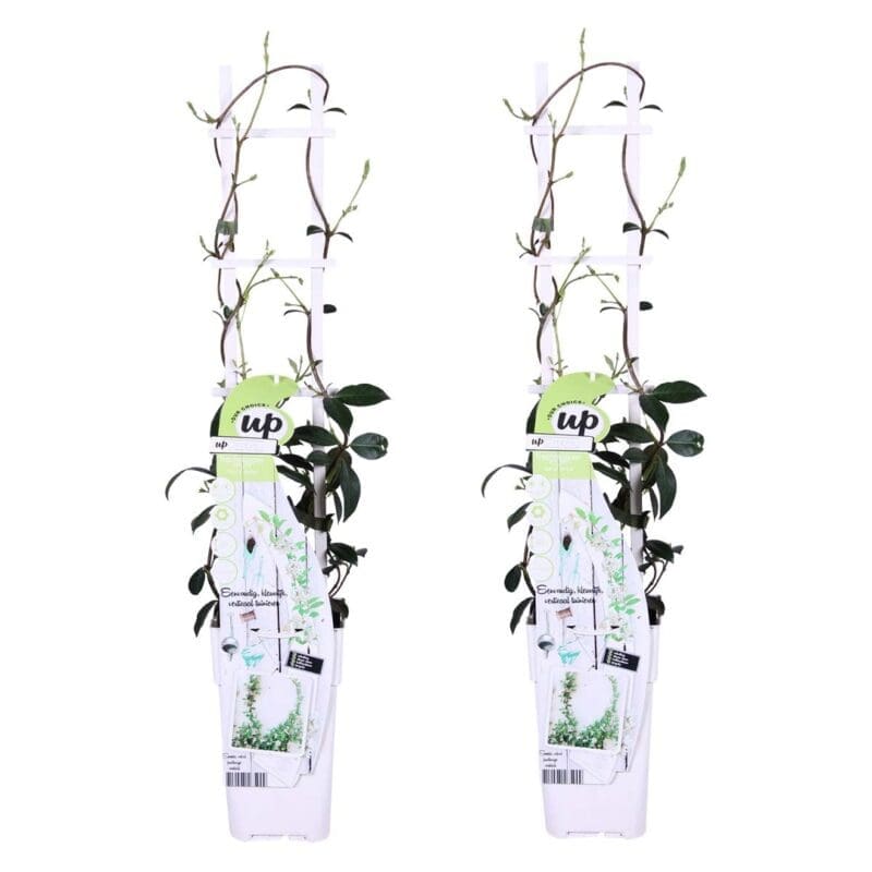 2x Trachelospermum Étoile de Venise P15 H65