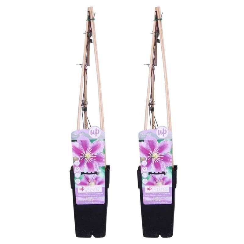 2x Clématite Piilu P15 H70
