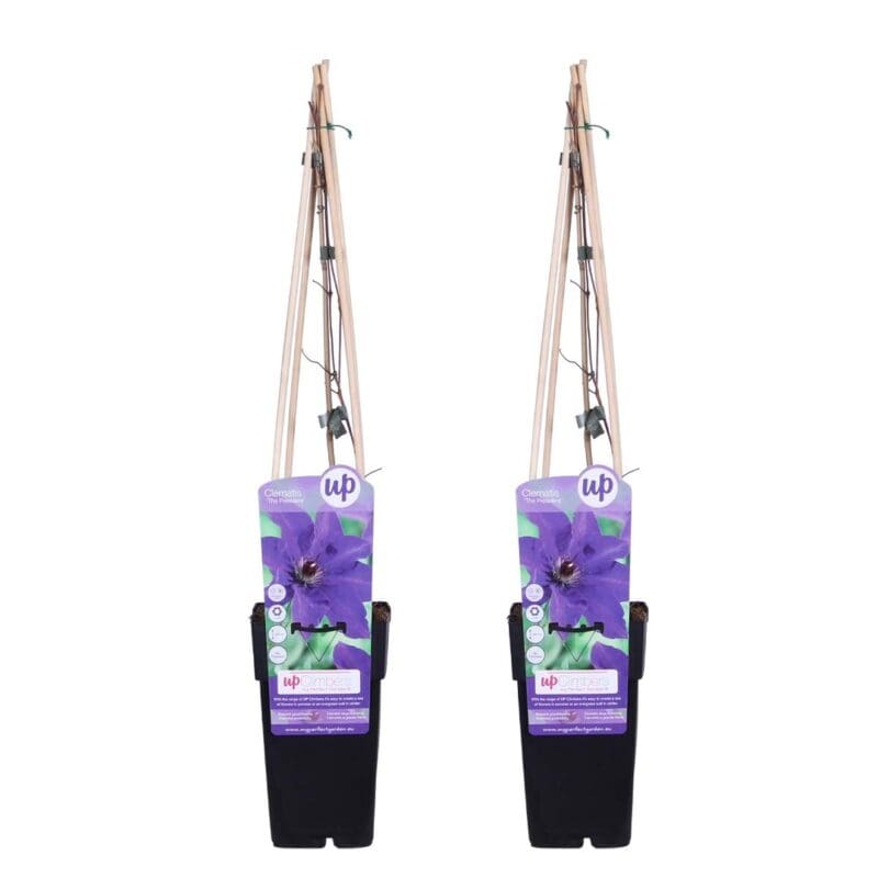 2x Clématite Président P15 H70