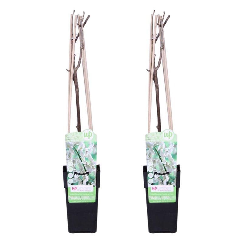 2x Wisteria Alba P15 H70