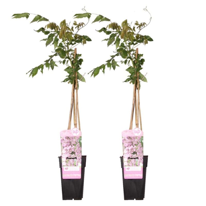 2x Wisteria Rosea P15 H70