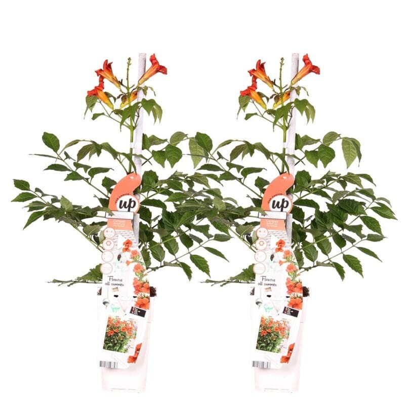 2x Campsis Radicans Flamengo P15 H70