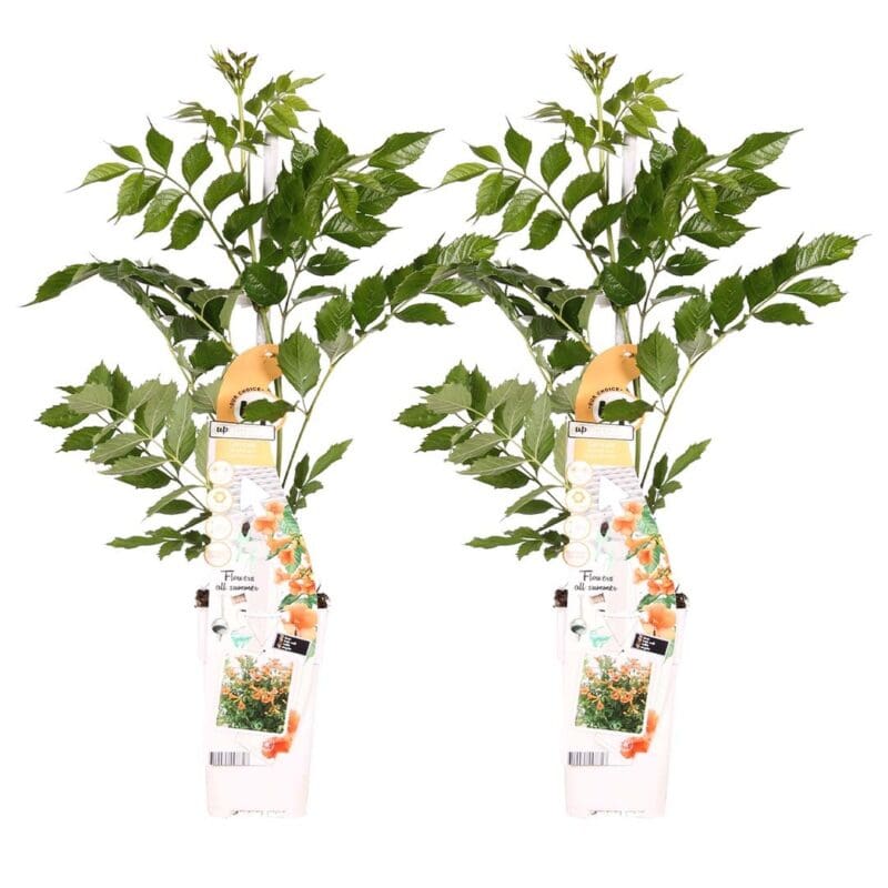 2x Campsis Radicans Galen P15 H70