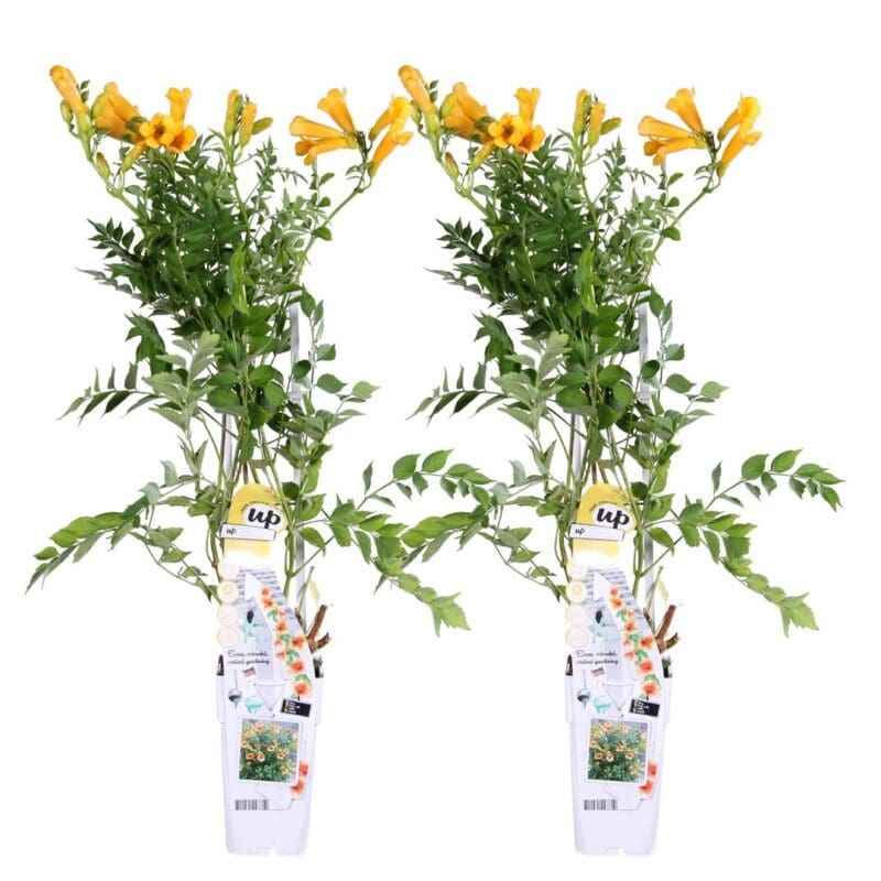 2x Campsis Flava Golden Trumpet P15 H70