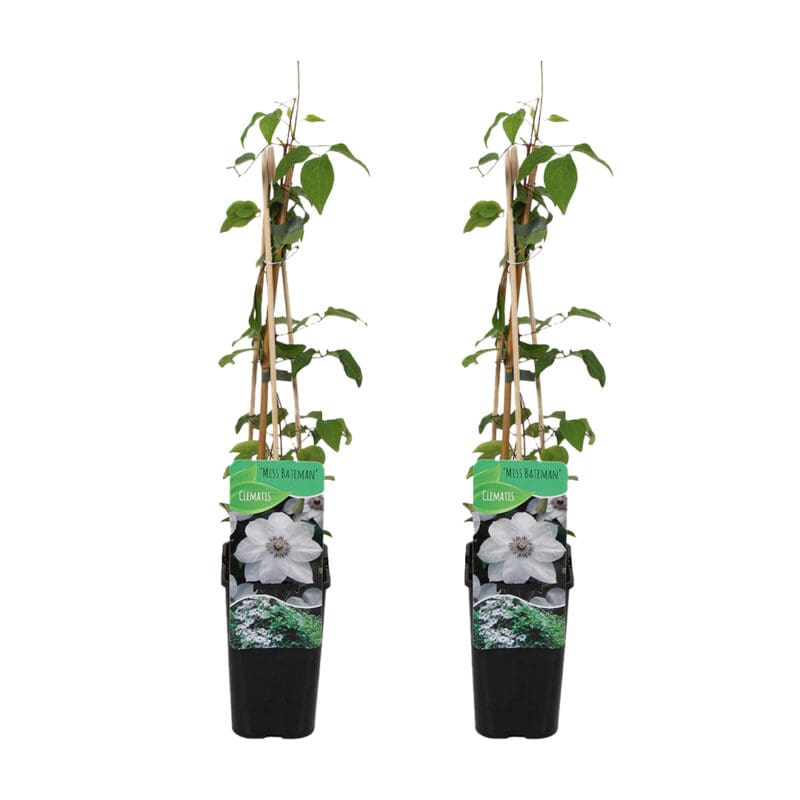 2x Clématite Miss Bateman P15 H60