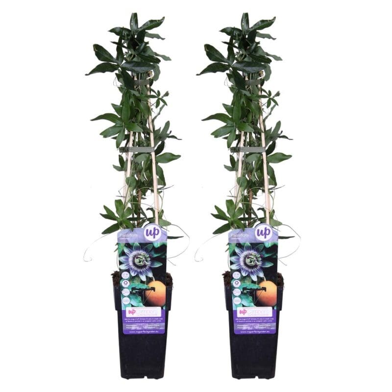 2x Passiflora Caerulea P15 H65