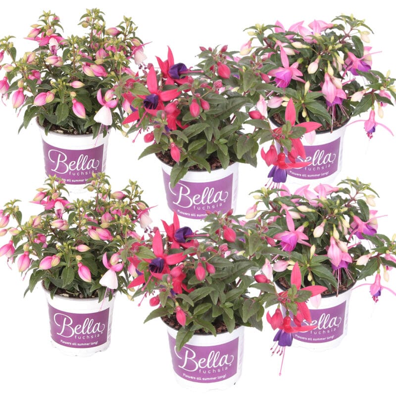 6x Fuchsia Bella Mix sur pied P10.5H20