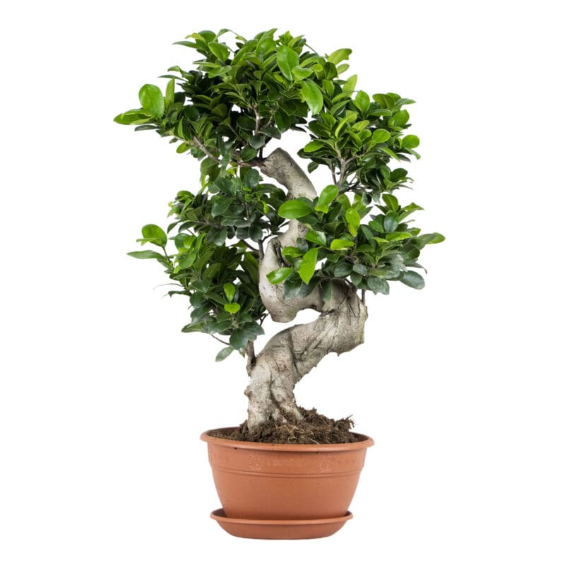 Ficus Microcarpa Ginseng Sshape P21 H70