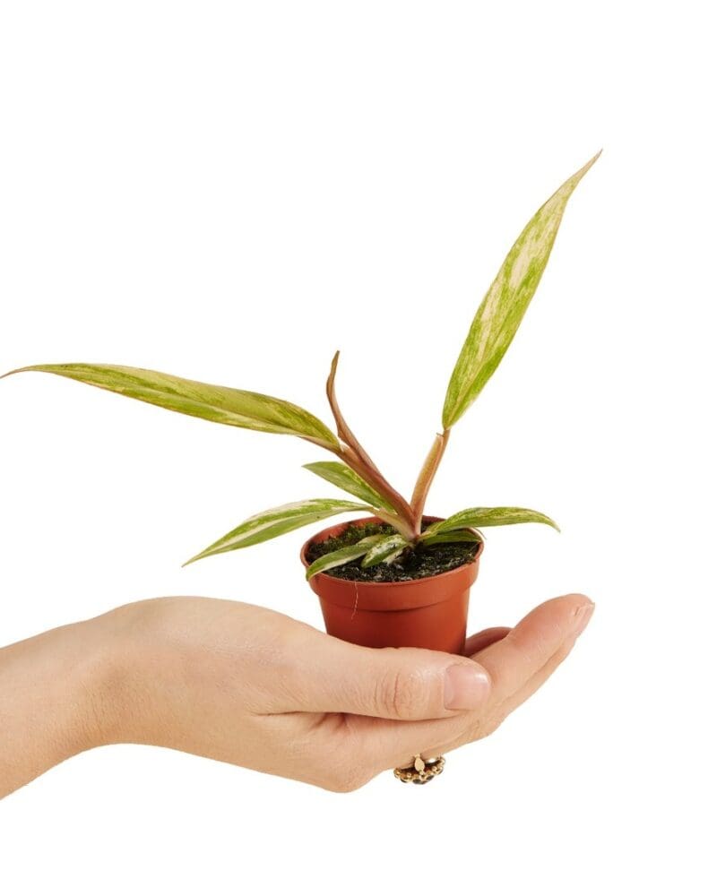 Philodendron Caramel Marble P6 H15
