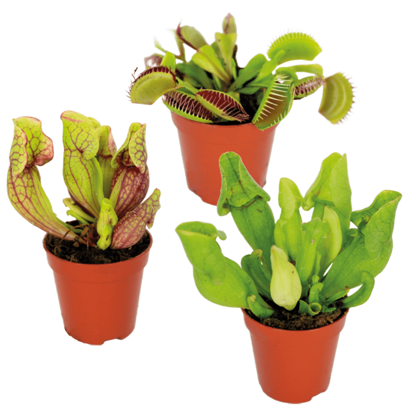 MIX plantes carnivores préemballées 3 st P6 H10