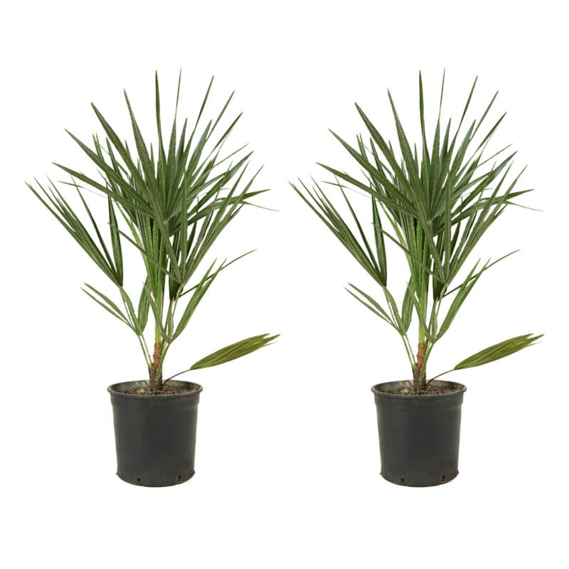 2x Chamaerops Humilis P15 H50