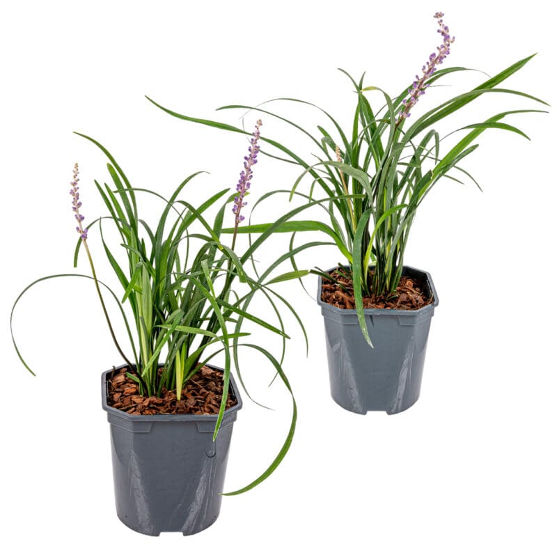 2x Liriope Muscari Moneymaker P17 H25