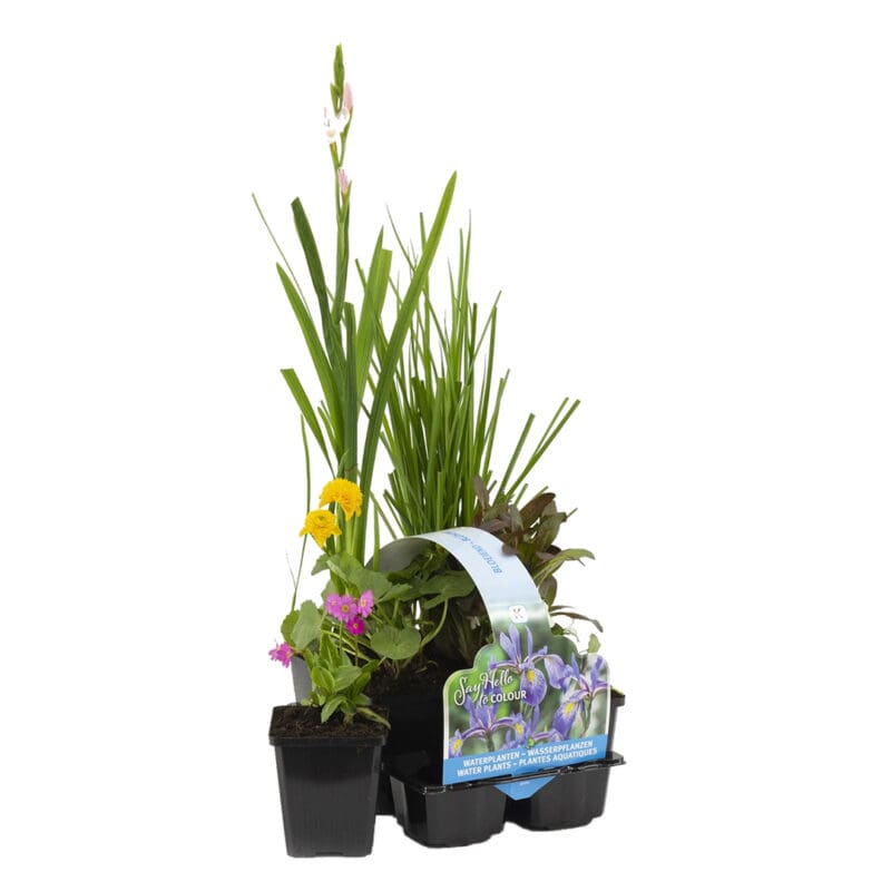 MIX plantes d'étang à fleurs 6 pcs P9 H20