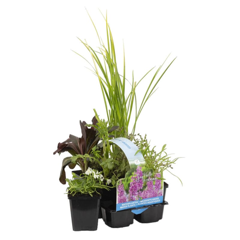 MIX Plantes d'étang parfumées 6 pcs P9 H25