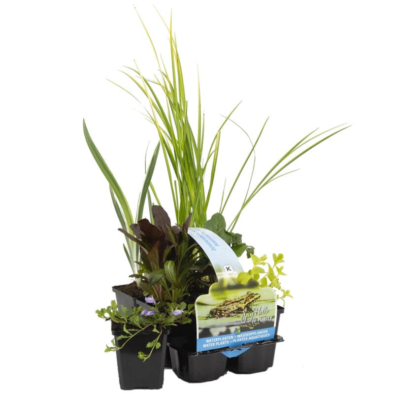 MIX Purifying Pond Plants 6 pcs P9 H20