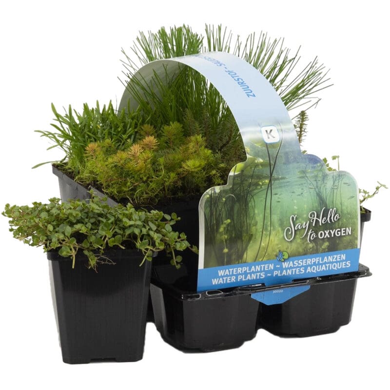 MIX Plantes d'étang oxygénantes 6 pcs P9 H25