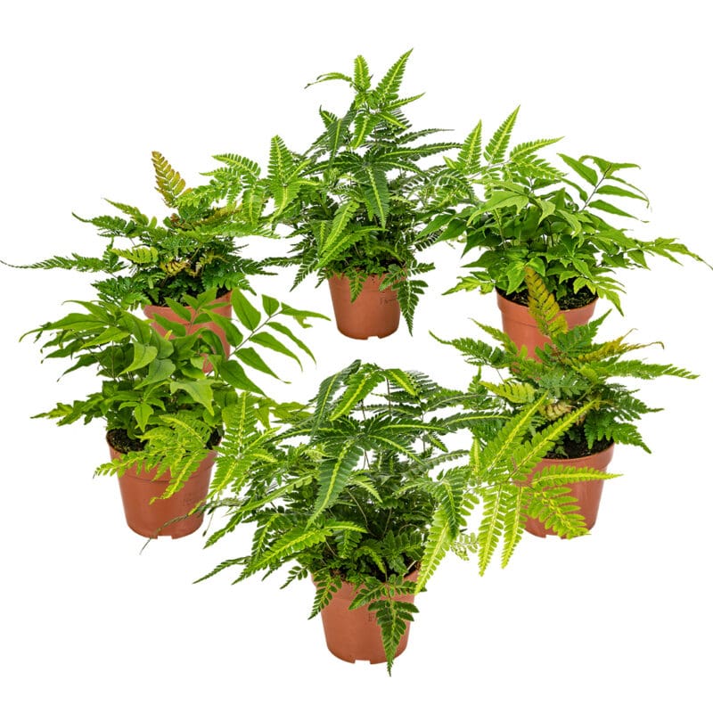 6x MIX fougères d'extérieur P12 H30
