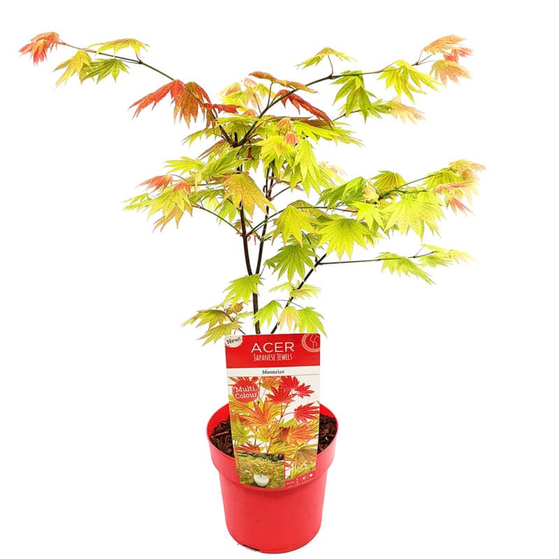 Acer Moonrise arbuste P19 H50