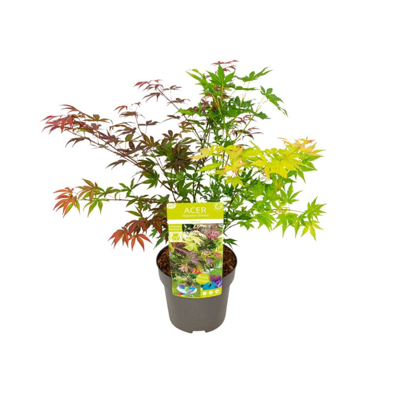 Acer Palmatum Festival P19 H70