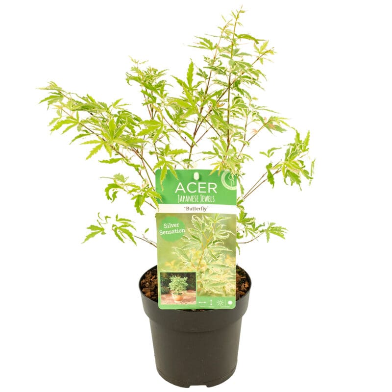 Acer Butterfly P15 H25