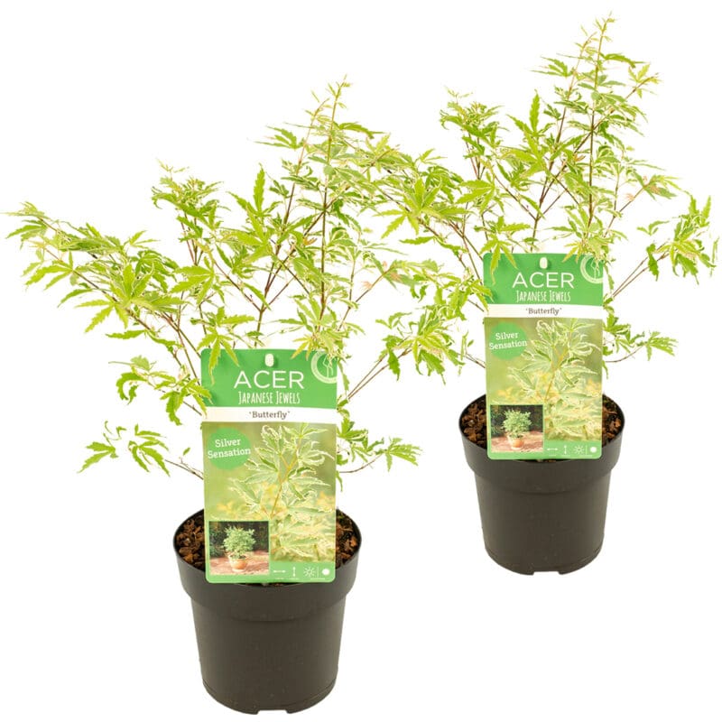 2x Acer Butterfly P15 H25
