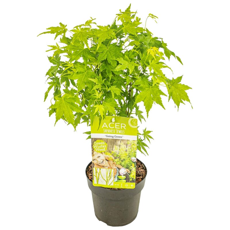 Acer Going Green P15 H40