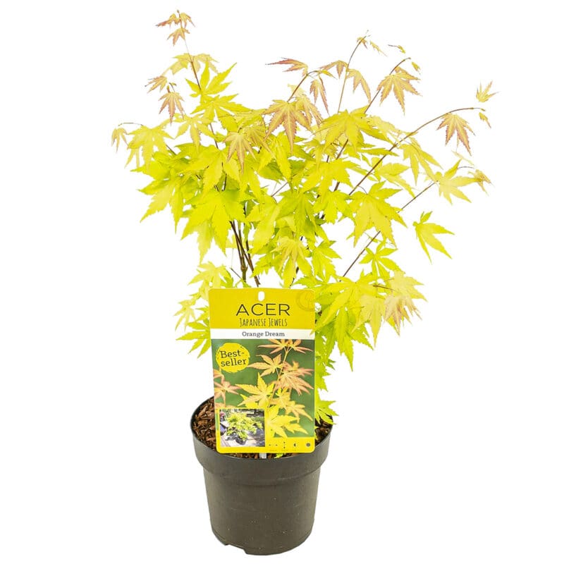 Acer Orange Dream P15 H40