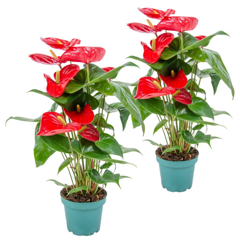 2x Anthurium Red P12 H40