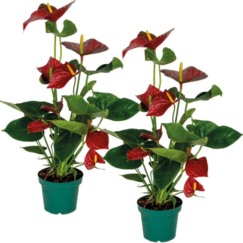 2x Anthurium Red P14 H55