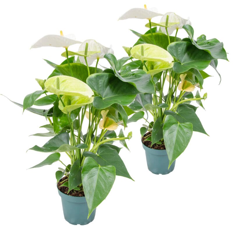 2x Anthurium blanc P12 H40