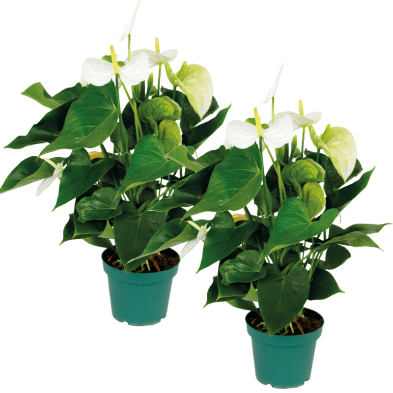 2x Anthurium blanc P14 H55