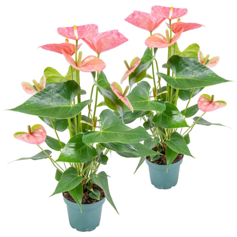 2x Anthurium rose P12 H40
