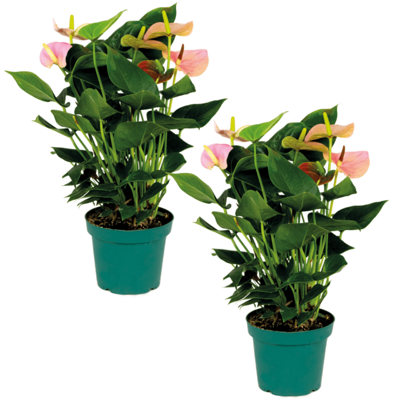 2x Anthurium rose P14 H55
